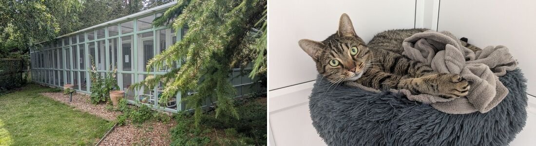 The Old School Cattery building in its garden and a relaxed cat in a cosy bed, near Bury St Edmunds